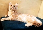 🐱 Maine Coon maschio di 5 mesi in vendita a Gubbio (PG) da privato