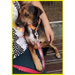 Nocino 11anni Dolcissimo! 9kg - Foto n. 2