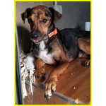 Nocino 11anni Dolcissimo! 9kg - Foto n. 3