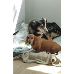 🐶 Altra Razza femmina in adozione a Milano (MI) e in tutta Italia da privato