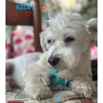 Ricky Dolce Maltesino - Urgente - Foto n. 2