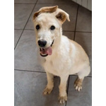 Sid Meraviglioso Cucciolo di 4 mesi Cerca Casa - Foto n. 2