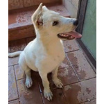 Sid Meraviglioso Cucciolo di 4 mesi Cerca Casa - Foto n. 3