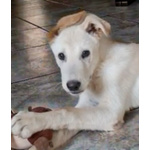 Sid Meraviglioso Cucciolo di 4 mesi Cerca Casa - Foto n. 5