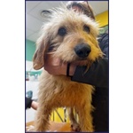 🐶 Altra Razza maschio in adozione a Milano (MI) e in tutta Italia da privato