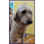 Giacomo 4anni ha Vissuto L'inferno - Foto n. 5