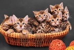 🐱 Bengala in vendita a Milano (MI) e in tutta Italia da privato