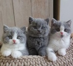 🐱 British in vendita a Milano (MI) e in tutta Italia da privato