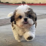 🐶 Shitzu in vendita a Milano (MI) e in tutta Italia da privato