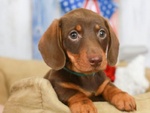 🐶 Bassotto in vendita a Milano (MI) e in tutta Italia da privato