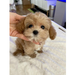 🐶 Altra Razza in vendita a Milano (MI) e in tutta Italia da privato