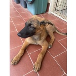 🐶 Pastore Belga femmina di 3 mesi in adozione a Paternò (CT) e in tutta Italia da privato