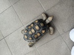 Tartaruga di Terra Chelonoidis Denticulatus - Foto n. 2