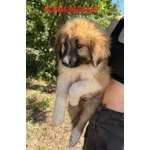🐶 Altra Razza maschio in adozione a Milano (MI) e in tutta Italia da privato