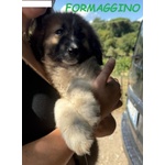 Formaggino e Pomodoro Cuccioli Strepitosi - Foto n. 2