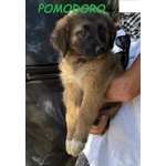 Formaggino e Pomodoro Cuccioli Strepitosi - Foto n. 3