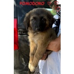 Formaggino e Pomodoro Cuccioli Strepitosi - Foto n. 4