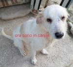🐶 Altra Razza maschio in adozione a Milano (MI) e in tutta Italia da privato