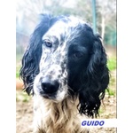 🐶 Setter maschio in adozione a Milano (MI) e in tutta Italia da privato