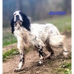 Guido Setter di 4anni Buono, Adorabile - Foto n. 2