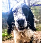 Guido Setter di 4anni Buono, Adorabile - Foto n. 3