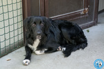 🐶 Border Collie femmina di 10 mesi in adozione a Chioggia (VE) e in tutta Italia da associazione animali