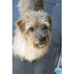 🐶 Altra Razza maschio di 6 anni e 2 mesi in adozione a Chioggia (VE) e in tutta Italia da associazione animali