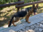 🐶 Pastore Tedesco femmina di 4 mesi in vendita a Bleggio Superiore (TN) da privato