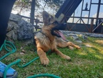 Ultima Cucciola di Pastore Tedesco da Bellezza - Foto n. 2