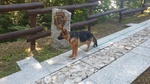Ultima Cucciola di Pastore Tedesco da Bellezza - Foto n. 4