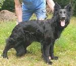 🐶 Pastore Tedesco femmina di 3 anni e 9 mesi in vendita a Bleggio Superiore (TN) da privato