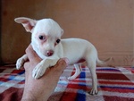 Chihuahua Femmina - Foto n. 2
