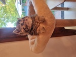 Cuccioli di Exotic Shorthair in Cerca di Coccoole - Foto n. 2