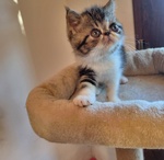 Cuccioli di Exotic Shorthair in Cerca di Coccoole - Foto n. 3