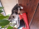 Cuccioli di Exotic Shorthair in Cerca di Coccoole - Foto n. 4