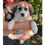 🐶 Altra Razza maschio di 2 mesi in adozione a Milano (MI) e in tutta Italia da privato