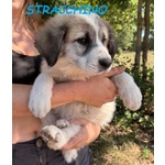 Stracchino Cucciolo Adorabile tg Mediogrande - Foto n. 2