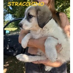 Stracchino Cucciolo Adorabile tg Mediogrande - Foto n. 3