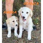 🐶 Altra Razza femmina in adozione a Milano (MI) e in tutta Italia da privato