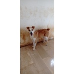 🐶 Altra Razza maschio in adozione a Milano (MI) e in tutta Italia da privato