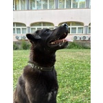 🐶 Altra Razza maschio in adozione a Milano (MI) e in tutta Italia da privato