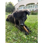 Nero 2,5anni Molto Affettuoso - Urgente! - Foto n. 2
