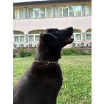 Nero 2,5anni Molto Affettuoso - Urgente! - Foto n. 3