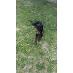 Nero 2,5anni Molto Affettuoso - Urgente! - Foto n. 5
