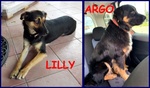 🐶 Altra Razza in adozione a Milano (MI) e in tutta Italia da privato
