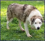 Gengis can 12 anni Adorabile Nonnino - Foto n. 3