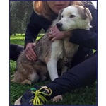 Gengis can 12 anni Adorabile Nonnino - Foto n. 4
