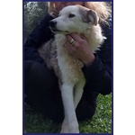Gengis can 12 anni Adorabile Nonnino - Foto n. 5