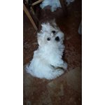 Cucciola di Maltese - Foto n. 1