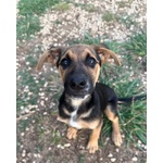 🐶 Altra Razza femmina di 4 mesi in adozione a Latina (LT) e in tutta Italia da associazione animali